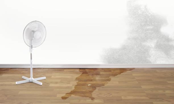 Best Water damage mitigation services  in Meraux, LA
